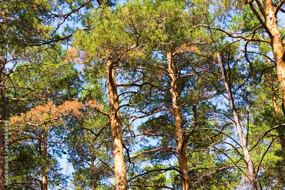 Fototapeta premium Pine trees