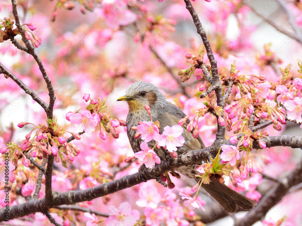 Fototapeta premium A bulbul facing left perches the branch surronded by kawazu cherry blossoms