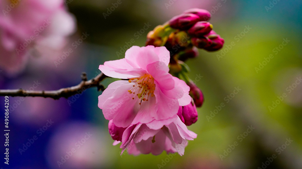 Obraz premium Fleurs de printemps