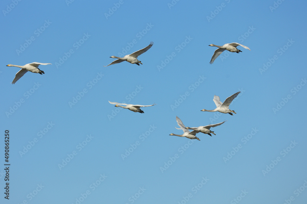 白鳥と青空のイメージ