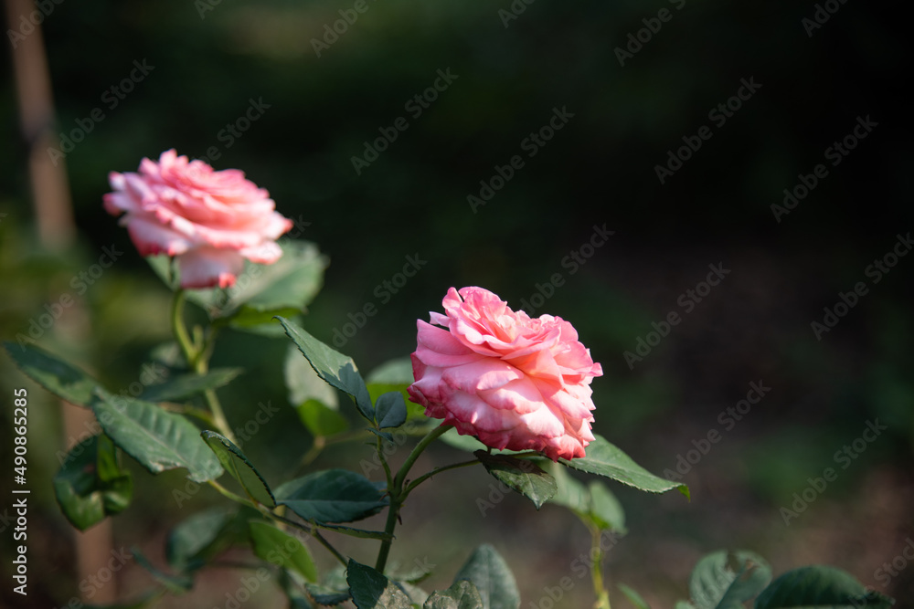 Rose flowers on blur background.