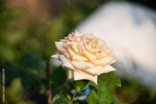 Rose flowers on blur background.