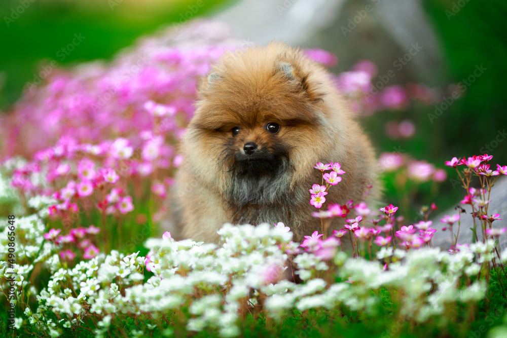 Cute pomeranian spitz dog puppy sitting in pink flowers Cute pomeranian spitz dog puppy sitting in pink flowers