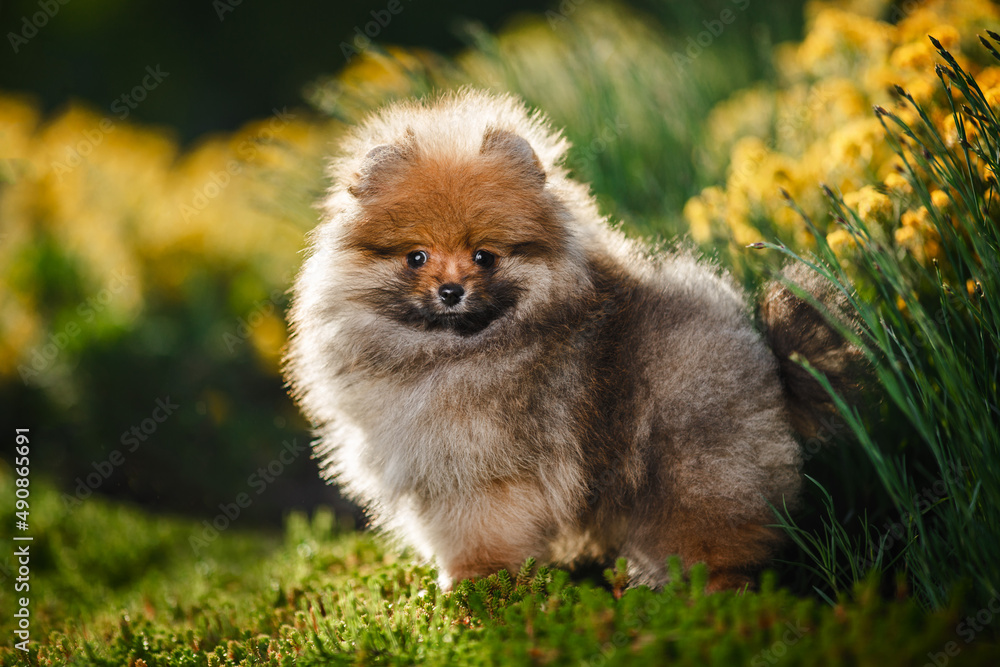 Cute pomeranian spitz dog puppy sitting on the grass in flowers