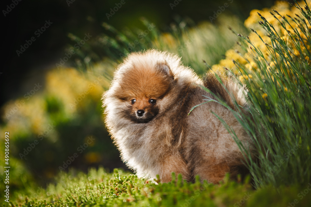 Cute pomeranian spitz dog puppy sitting on the grass in flowers