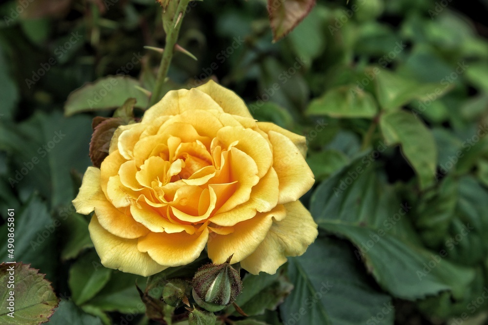 yellow rose flower yellow rose flower