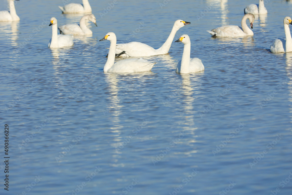 白鳥と湖の風景イメージ