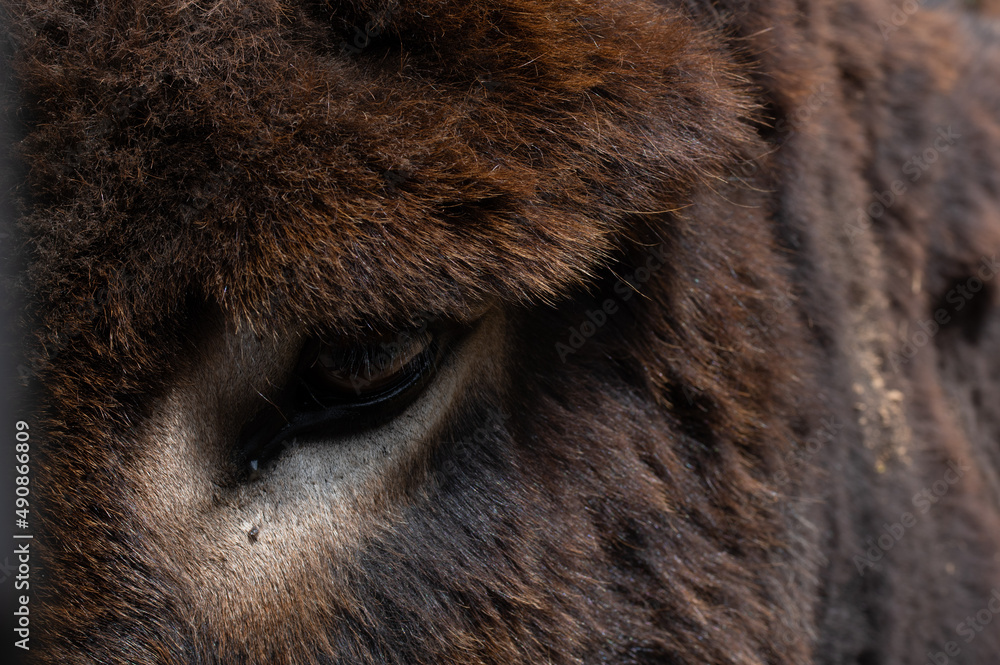 custom made wallpaper toronto digitalAuge vom Esel