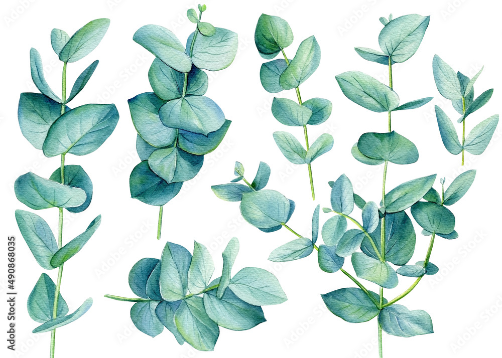 Naklejka premium Eucalyptus green branches Watercolor leaves on isolated on white background.
