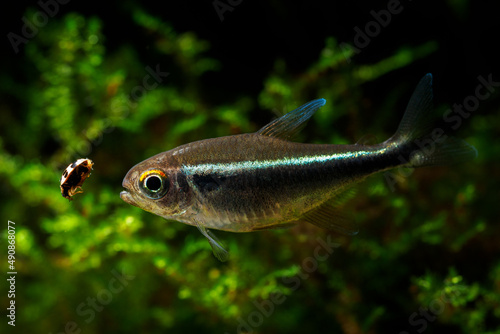 A black neon fish eating a bug.