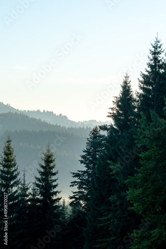 Dramatic vertical shot of coniferous tree with clear sky