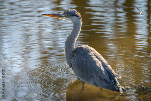 Wallpaper Mural Reiher beim fischen Torontodigital.ca
