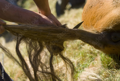 Closeup of the man cutting the horse mane and tail. Rapa das Bestas. Galicia, Spain. photo