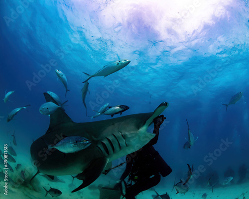 shark and diver © Bruce