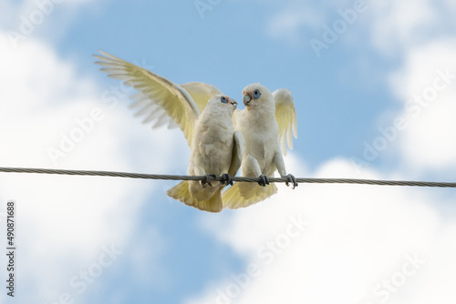 Slika na platnu A pair of White Australian Parrots perching on a powerline - Little Corella - Ca