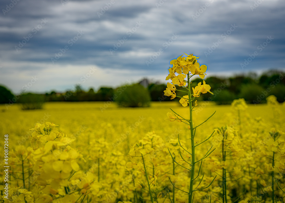 custom made wallpaper toronto digitalGinster in Blüte