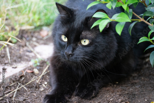 Wallpaper Mural Schwarzer Kater auf der Lauer Torontodigital.ca