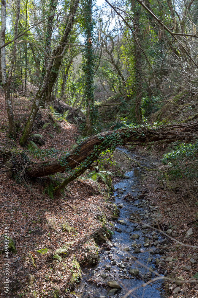 fallen tree stream in the forest, Tuscany, Italy fallen tree stream in the forest, Tuscany, Italy