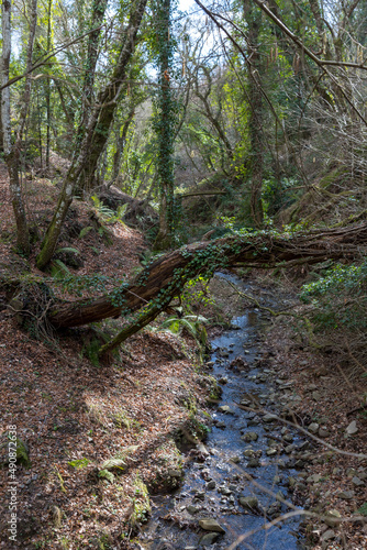 fallen tree stream in the forest, Tuscany, Italy