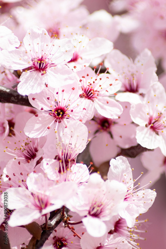 spring pink cherry blossom (prunus cerasifera)