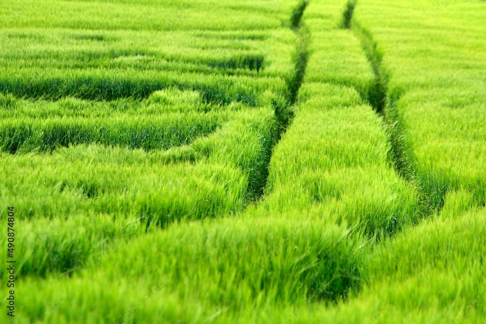 reifendes getreidefeld in grün mit deutlichen fahrspuren