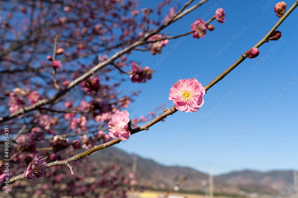 red plum blossom against blue sky