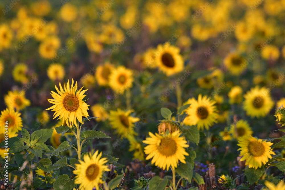 Sonnenblumenfeld in warmen abendlicht Sonnenblumenfeld in warmen abendlicht