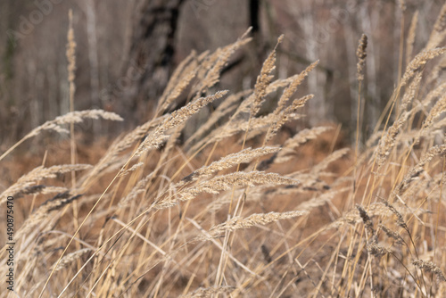 Tall grass waving in the wind during sunny day - countryside landscape