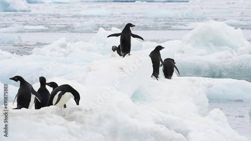 Adelie Penguins walk on ice along beach