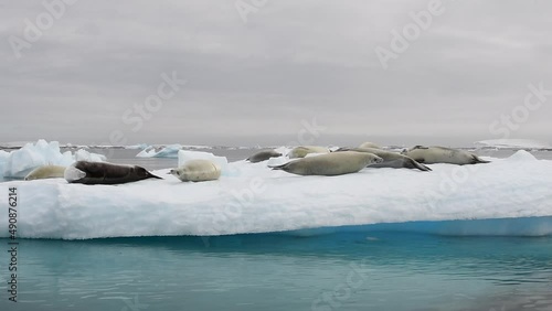 Crabeater seals on ice flow, Antarctica photo