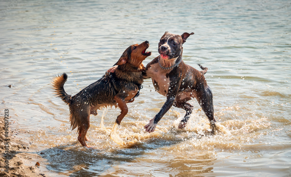 custom made wallpaper toronto digitaldogs playing in the water