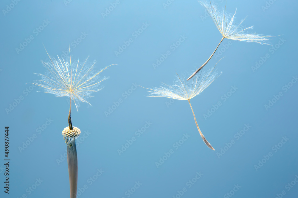 Fototapeta premium Dandelion seeds flying next to a flower on a blue background. botany and the nature of flowers