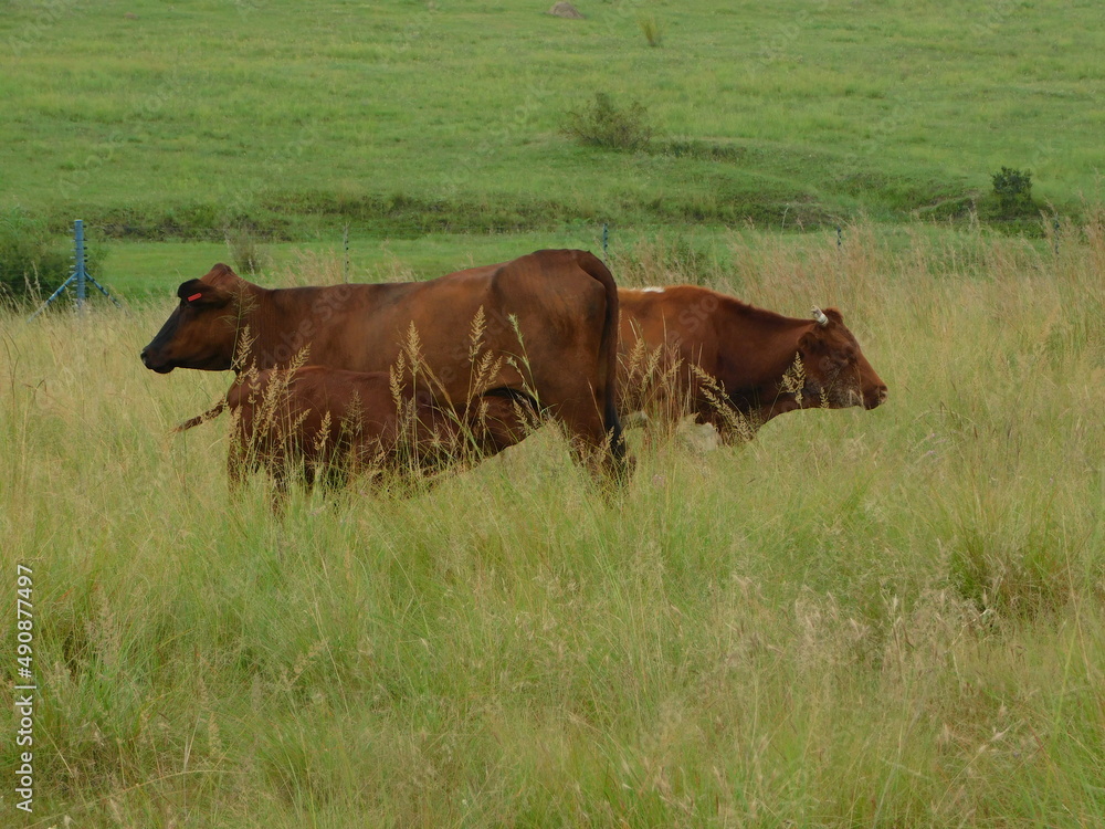 Side View. Closeup of a herd of Brown cows grazing in a bright lush green grass land on a cattle farm in Gauteng, South Africa Side View. Closeup of a herd of Brown cows grazing in a bright lush green grass land on a cattle farm in Gauteng, South Africa