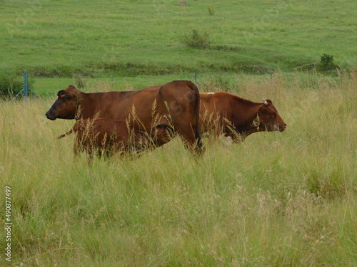 Side View. Closeup of a herd of Brown cows grazing in a bright lush green grass land on a cattle farm in Gauteng  South Africa
