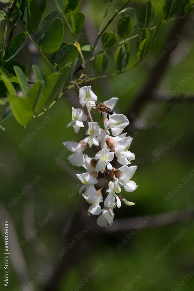 Fototapeta premium View of Robinia flower with one bee