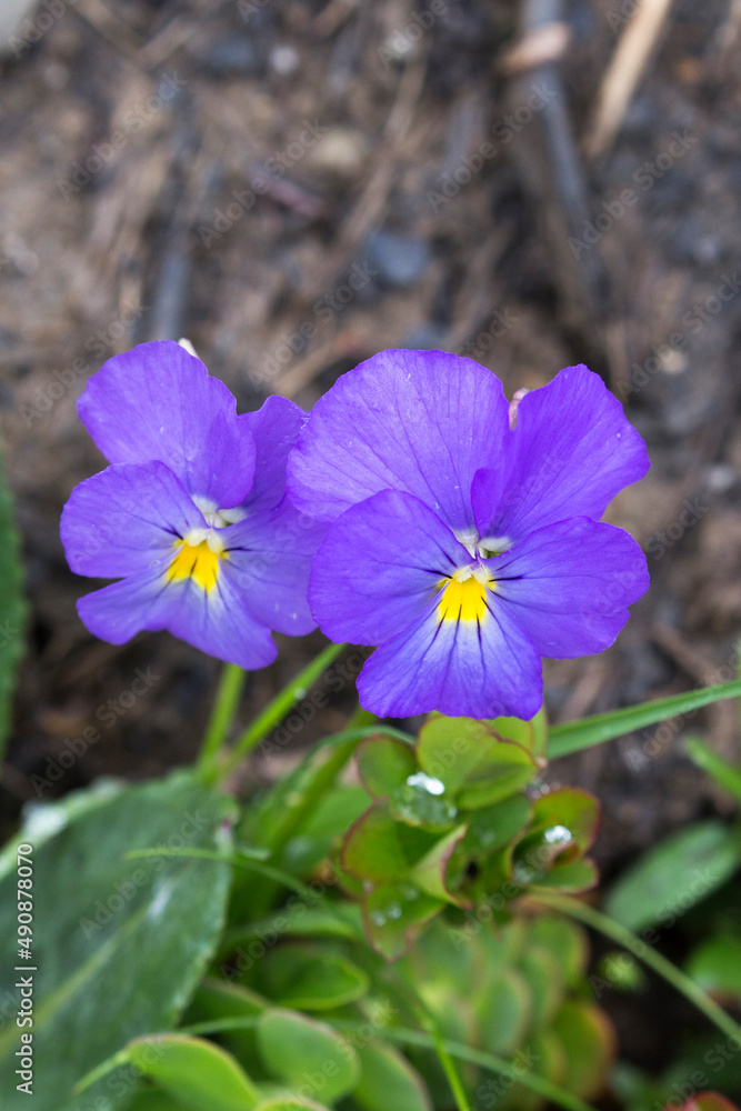 View of Viola calcarata flower in mountain View of Viola calcarata flower in mountain