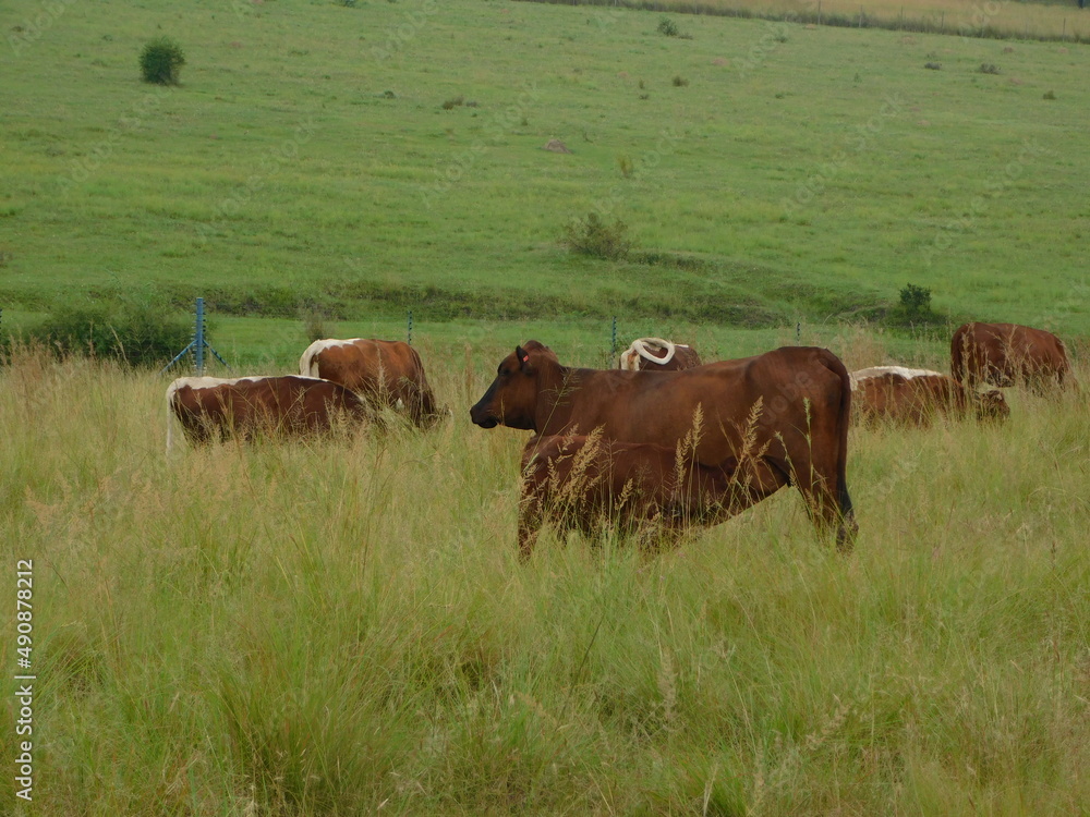 cows in a field