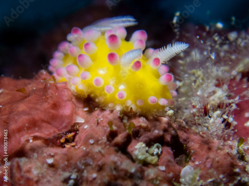 nudibranch, sea slug