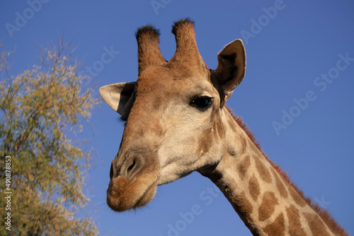 Wild animal. Close up of large common  Namibian giraffe on the summer blue sky.
