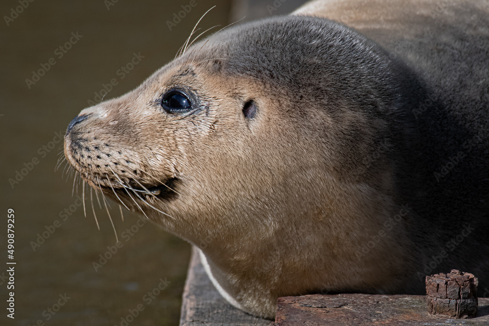 Naklejka premium seal in the sun 