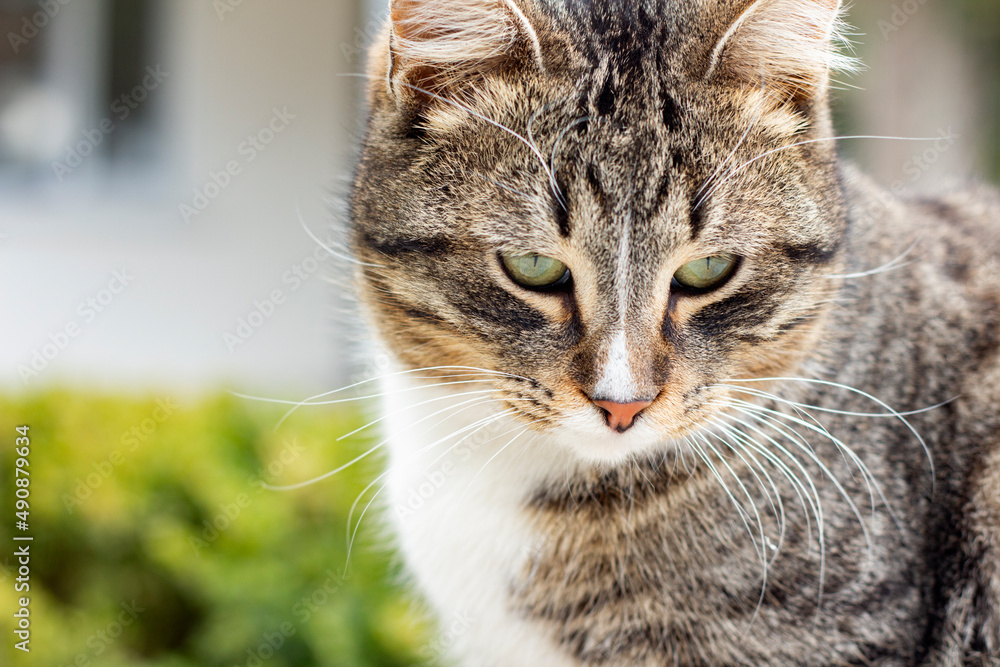 Portrait of the wild cat in, the cat lives on the street. Portrait of a fluffy striped cat. Striped, not a purebred kitten. Portrait of the wild cat in, the cat lives on the street. Portrait of a fluffy striped cat. Striped, not a purebred kitten.