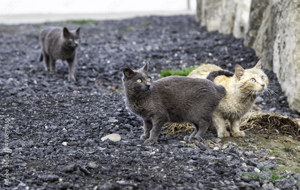 Gray cat on the street