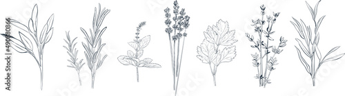 Hand drawn vector illustration of different culinary herbs and spices. Rosemary, thyme, lavender, basil, tarragon etc