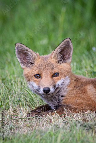 red fox cub © michael