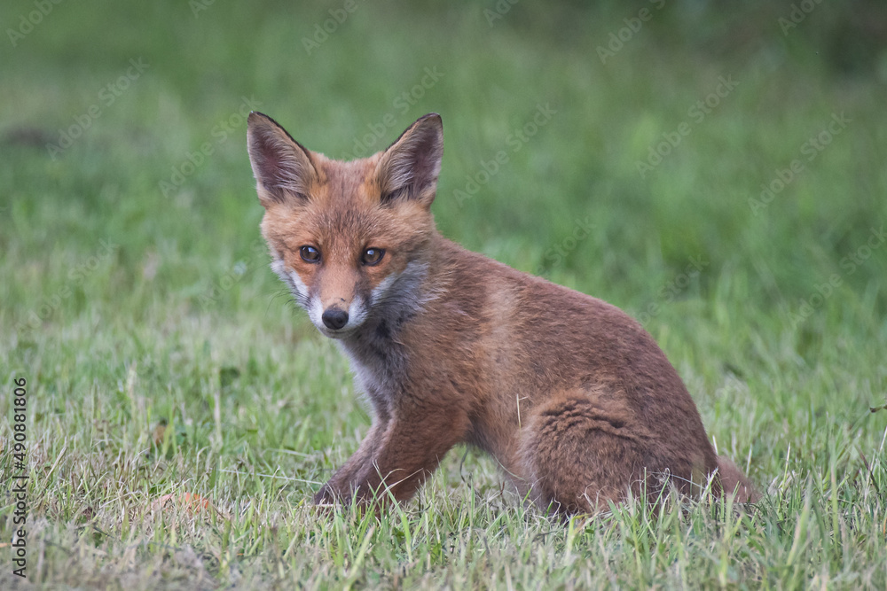 red fox in the grass red fox in the grass