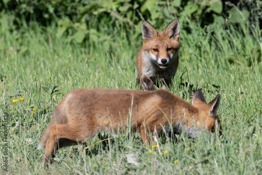 red fox cub red fox cub