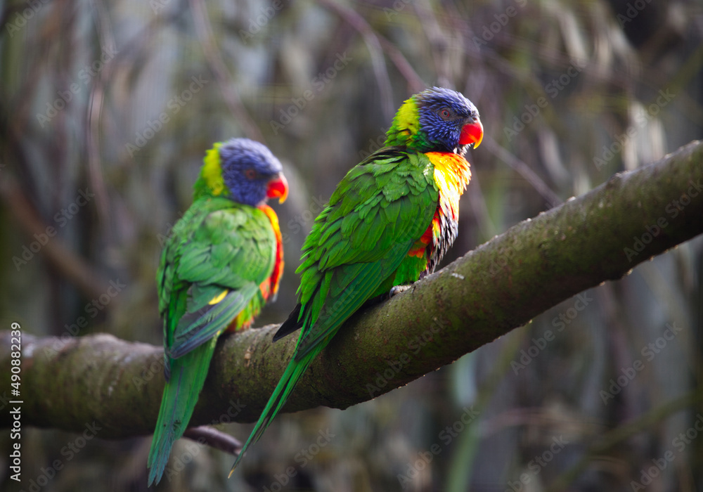 Two colourful parrots on a branch Two colourful parrots on a branch