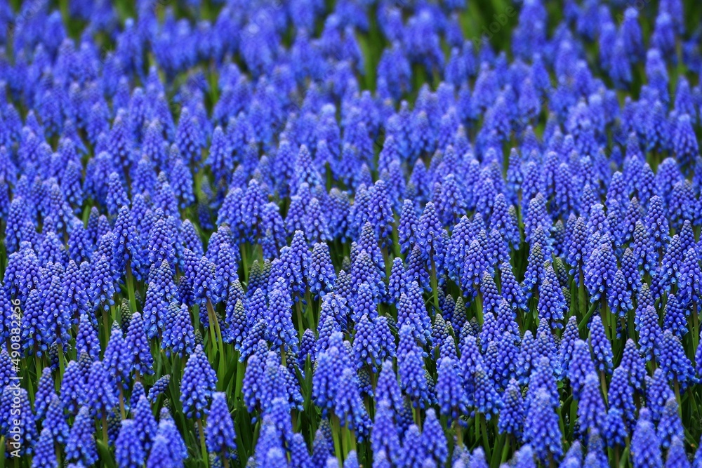 Fototapeta premium muscari plant grown on a large field