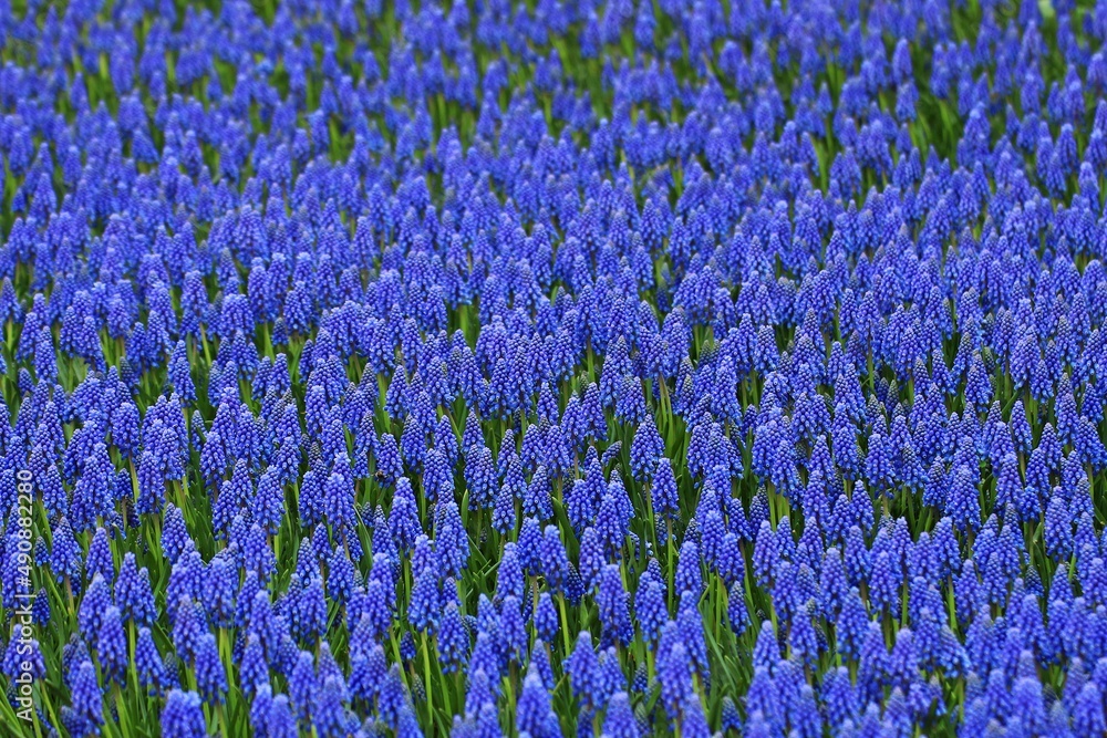 Fototapeta premium muscari plant grown on a large field
