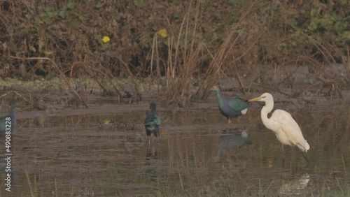 Goa, India. Grey-headed Swamphen Birds In Morning Looking For Food In Swamp, Pond. Porphyrio Poliocephalus. 4K, ungraded, Canon, C-LOG photo